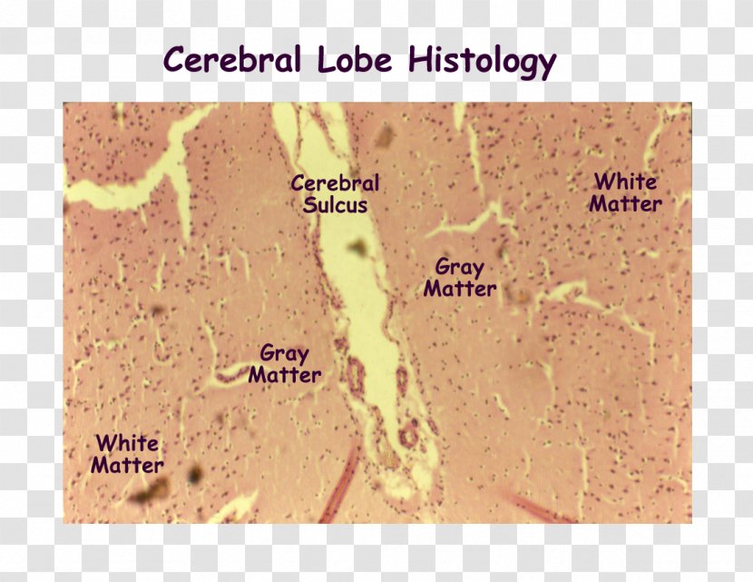 Cerebral Cortex Brain Histology Cerebrum Nervous System - Map Transparent PNG