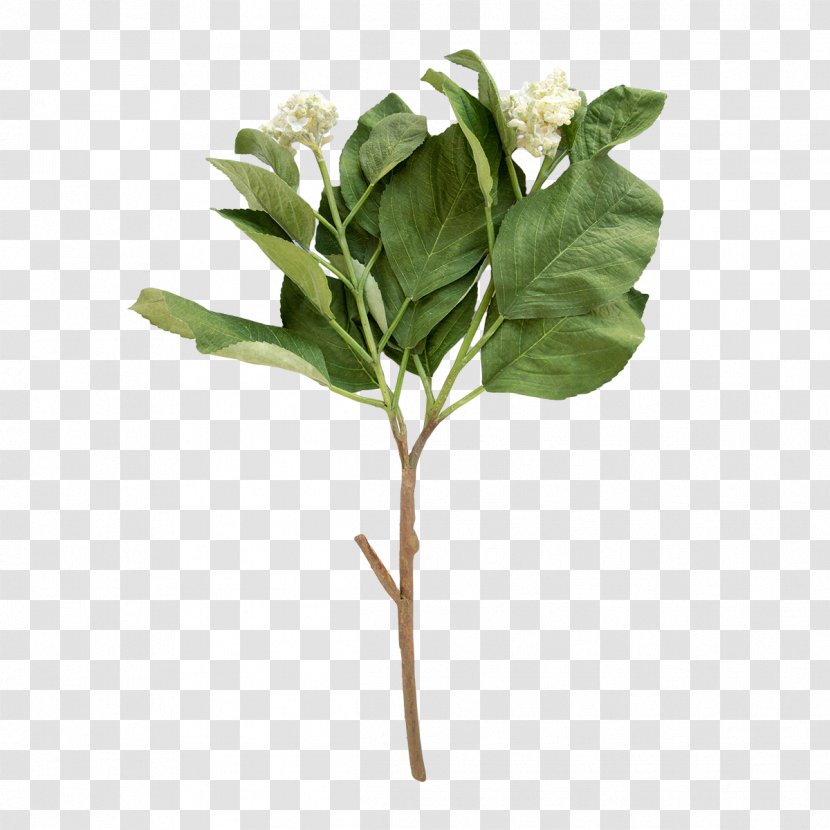 Cut Flowers Plant Stem Hydrangea Leaf - Flower Transparent PNG