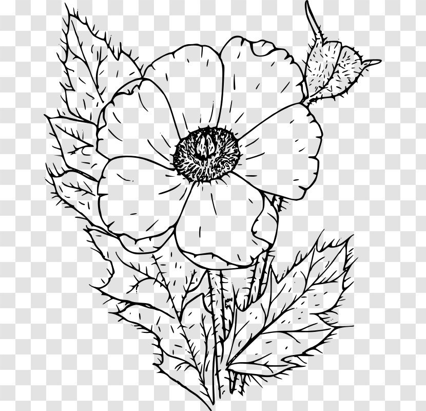 Poppy Coloring Book Drawing Clip Art - Symmetry Transparent PNG