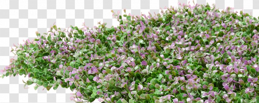 English Lavender French Shrub Groundcover - Hedge Transparent PNG