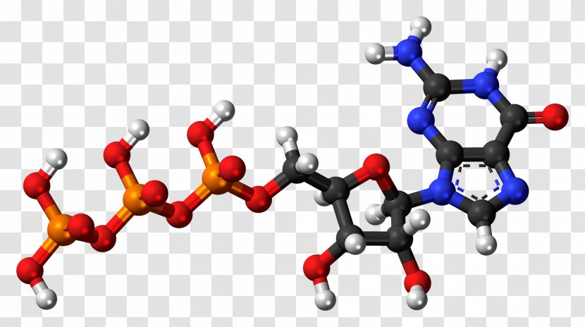 Uridine Monophosphate Deoxyguanosine Diphosphate Triphosphate - Flower - Tree Transparent PNG