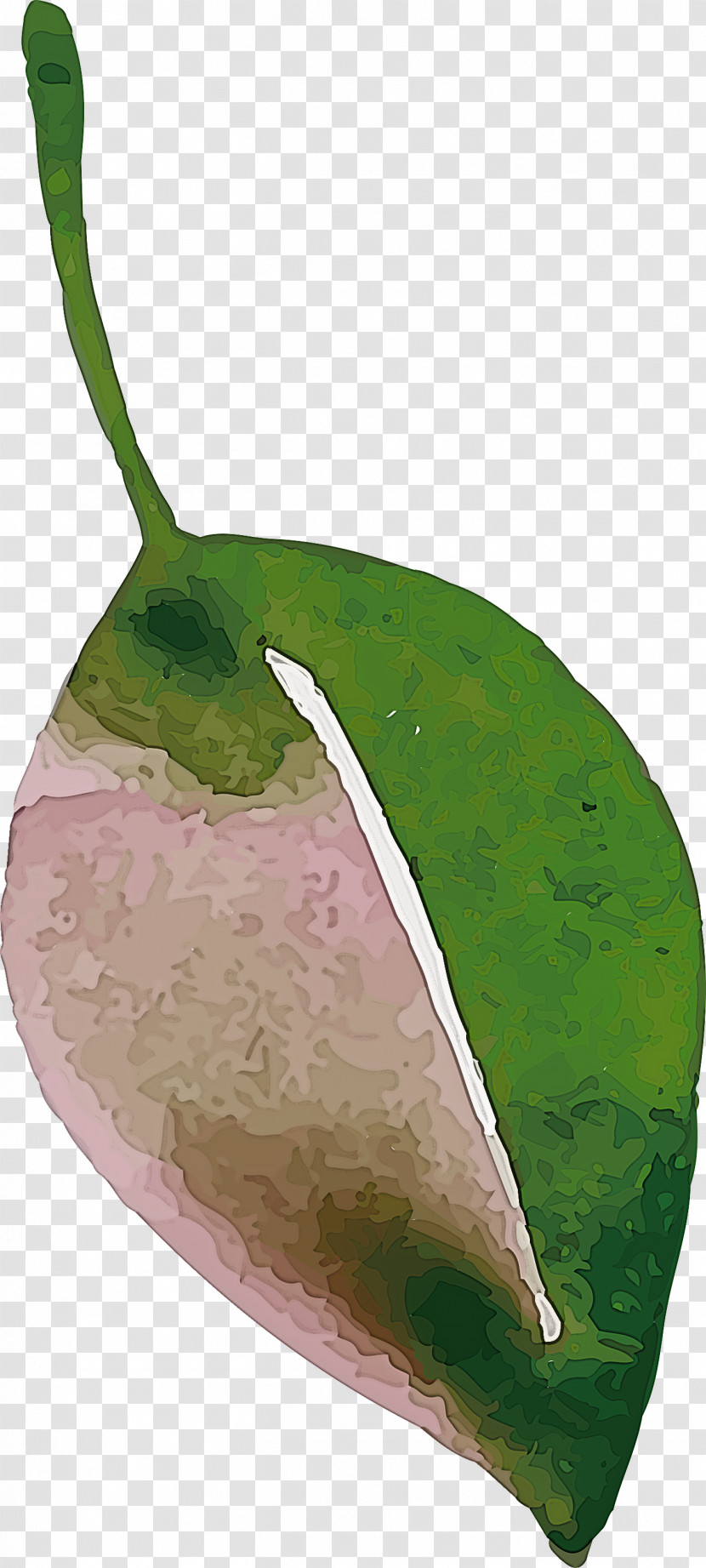 Leaf Fruit Biology Plants Plant Structure Transparent PNG