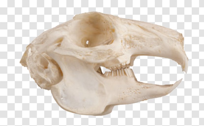 Squirrel Felidae Rodent Skull Jaw - Tree - Sharp Teeth Transparent PNG