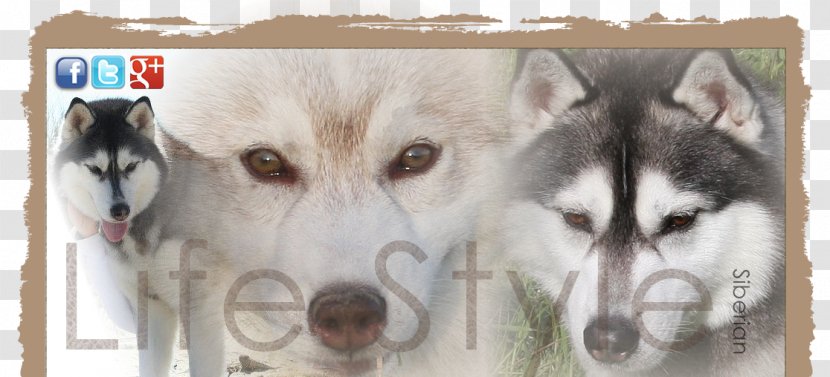 Miniature Siberian Husky Canadian Eskimo Dog Tamaskan Sakhalin Alaskan Malamute - Material - SiBERIAN Transparent PNG