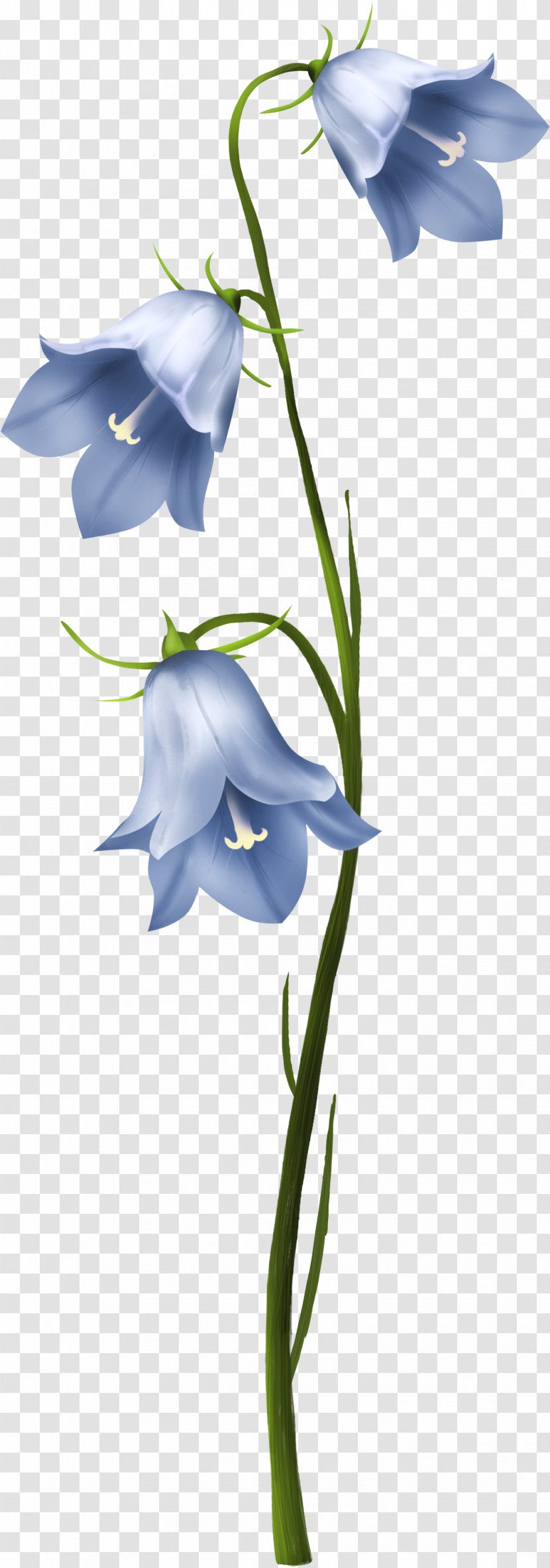 Cut Flowers Plant Stem Harebell - Gurdwara Transparent PNG