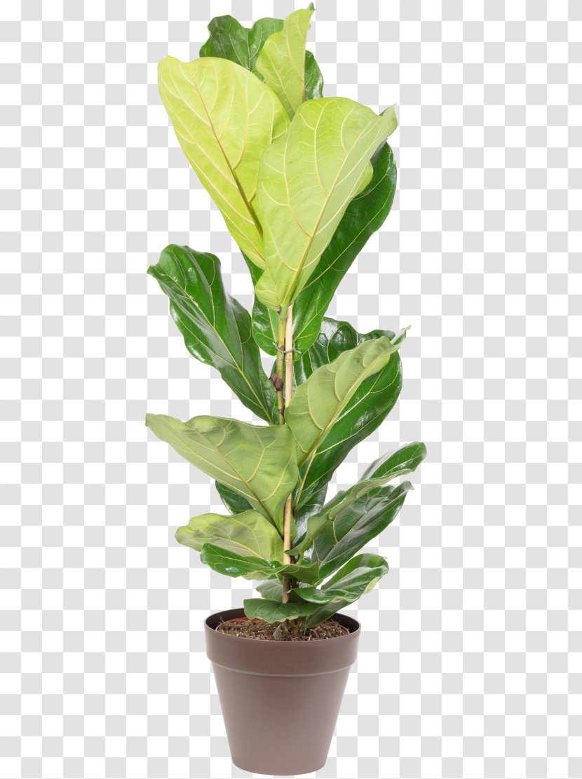 Fiddle-leaf Fig Houseplant Flowerpot Chamaedorea Elegans Common - Fiddleleaf - Flowerbox Transparent PNG