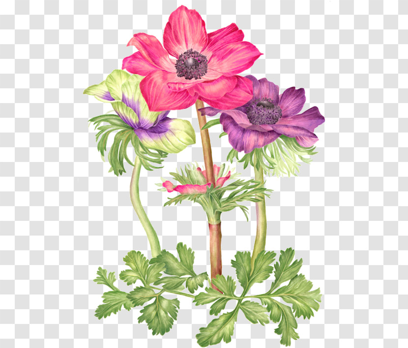 Floral Design Transparent PNG