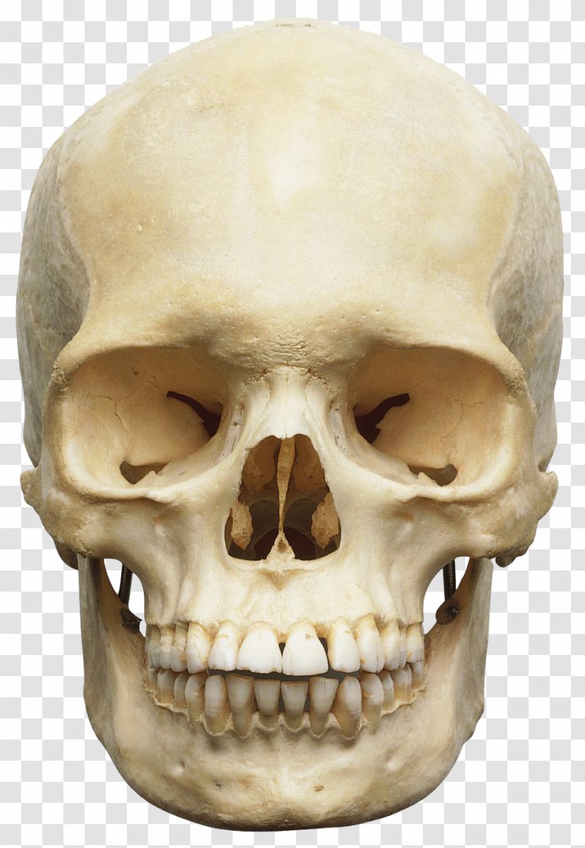 Skull Human Skeleton Anatomy Body Orbit - Frame Transparent PNG