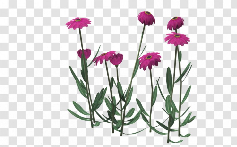 Pink Chrysanthemum Indicum Cut Flowers - Flowering Plant - September Transparent PNG