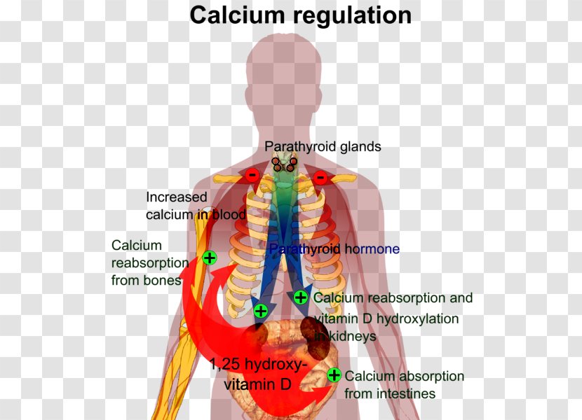 Calcium Metabolism Nutrient Human Body Vitamin D Homeostasis - Watercolor - Cartoon Transparent PNG