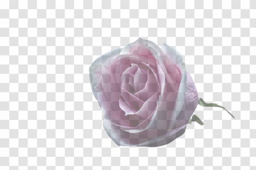 Garden Roses - Rose Order - Plant Transparent PNG