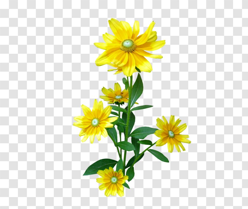 Flower Clip Art - Sunflower - Chrysanthemum Transparent PNG