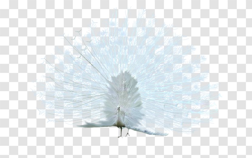 Bird Asiatic Peafowl White - Data Compression Transparent PNG