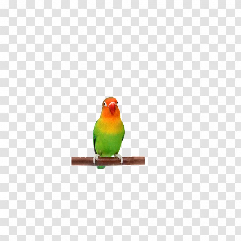 Lovebird Finch Parakeet Beak Feather - Parrot Transparent PNG