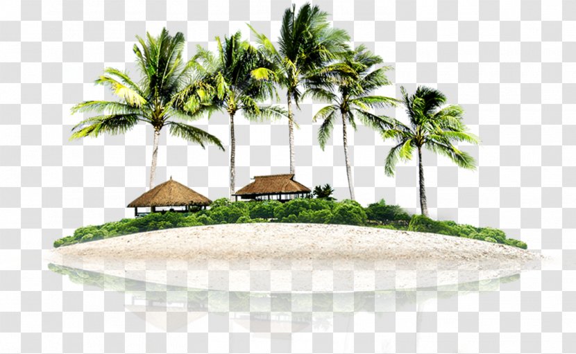 Coconut Tree Cartoon - Resort Island - Tropics Elaeis Transparent PNG