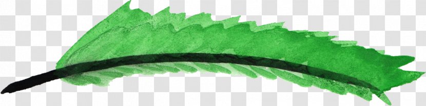 Green Feather - Color - Father-watercolor Transparent PNG
