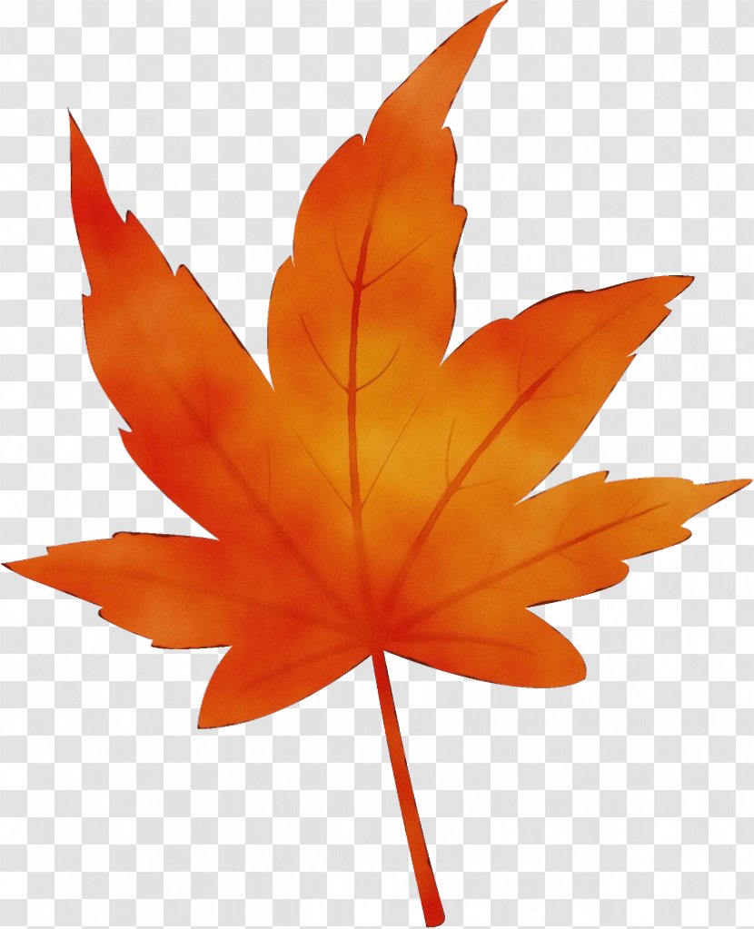 Maple Leaf - Wet Ink - Black Transparent PNG