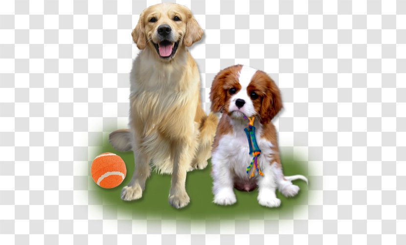 Cavalier King Charles Spaniel Puppy Dog Breed Companion - Crossbreed Transparent PNG