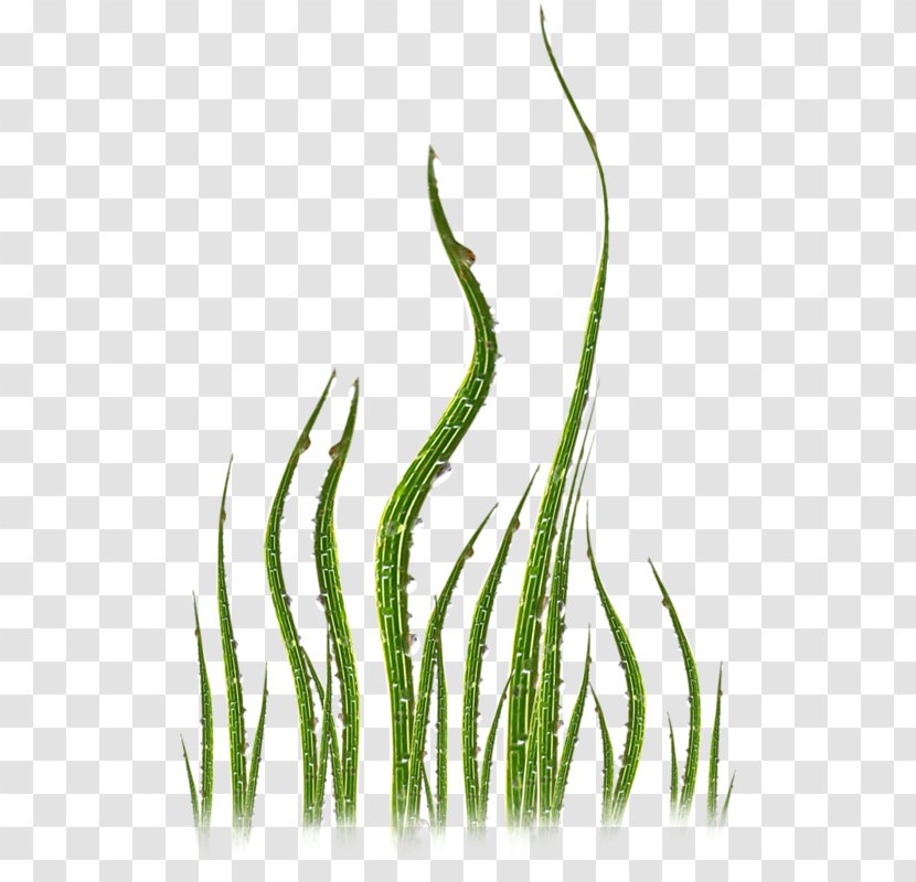 Plant Green Grasses Leaf - Common Daisy - Curved Plants Transparent PNG