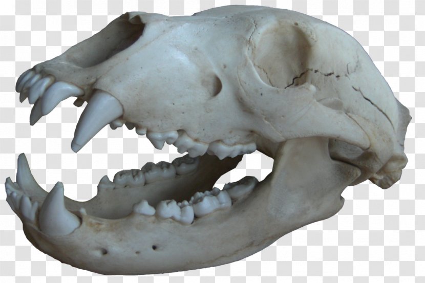 Skull Bone Jaw Mouth Snout - Black Transparent PNG