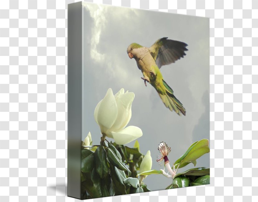 Finches Parrot Flora Fauna Gallery Wrap - Magnolia Tree Transparent PNG