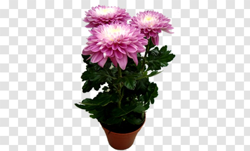 Chrysanthemum Marguerite Daisy Cut Flowers Transvaal Houseplant - Office Transparent PNG