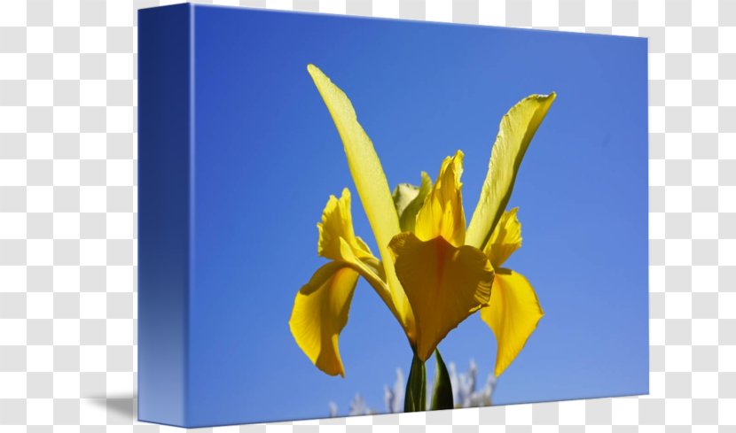 Tulip Petal Desktop Wallpaper Wildflower Plant Stem - Flowering Transparent PNG