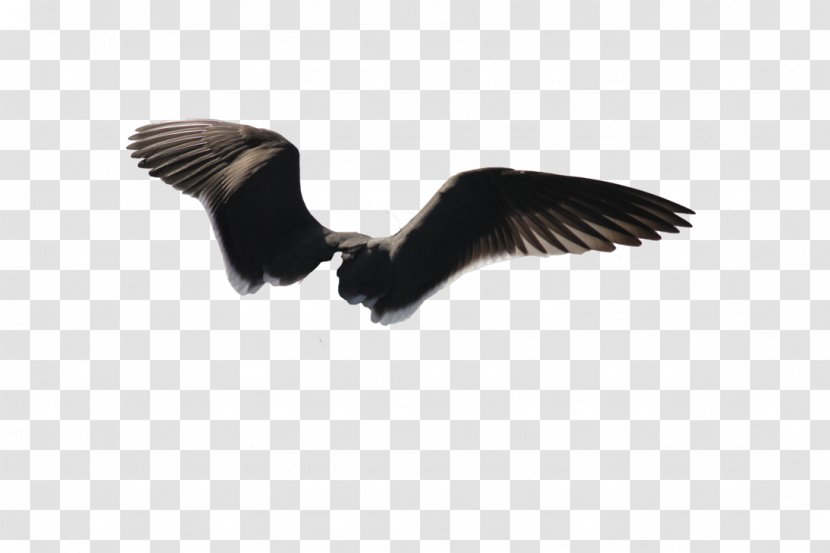 Bald Eagle Bird Image - Art Transparent PNG