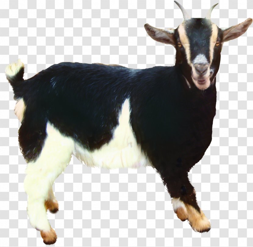 Goat Cartoon - Cowgoat Family - Fur Livestock Transparent PNG