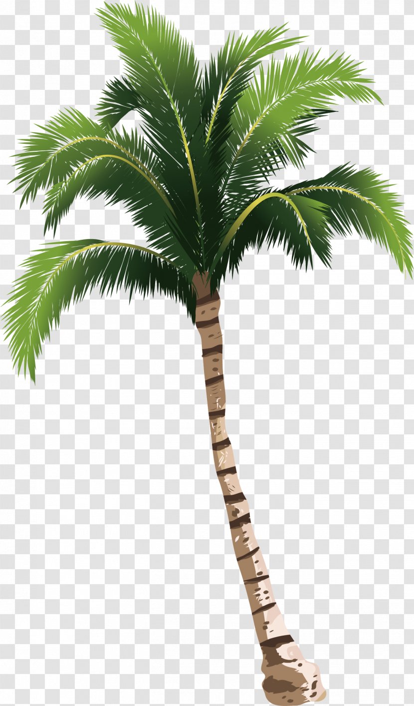 A Coconut Tree - Palm - Flowerpot Transparent PNG