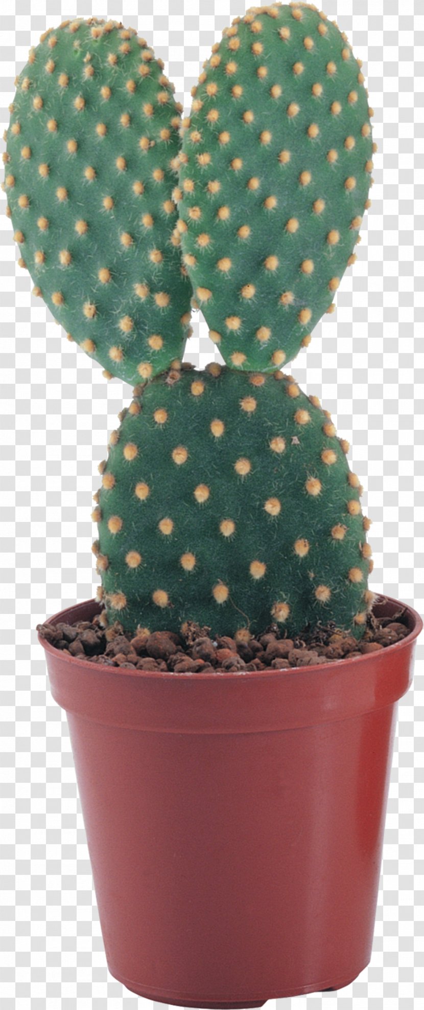 Pilosocereus Succulent Plant Clip Art - Photography - Cactus Transparent PNG