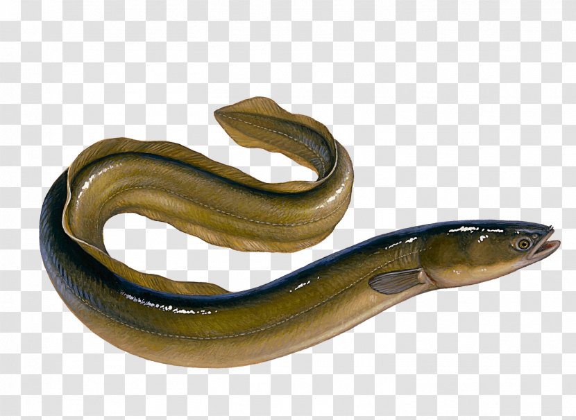 European Eel Unagi Ray-finned Fishes Vertebrate - Moray Recipes Transparent PNG