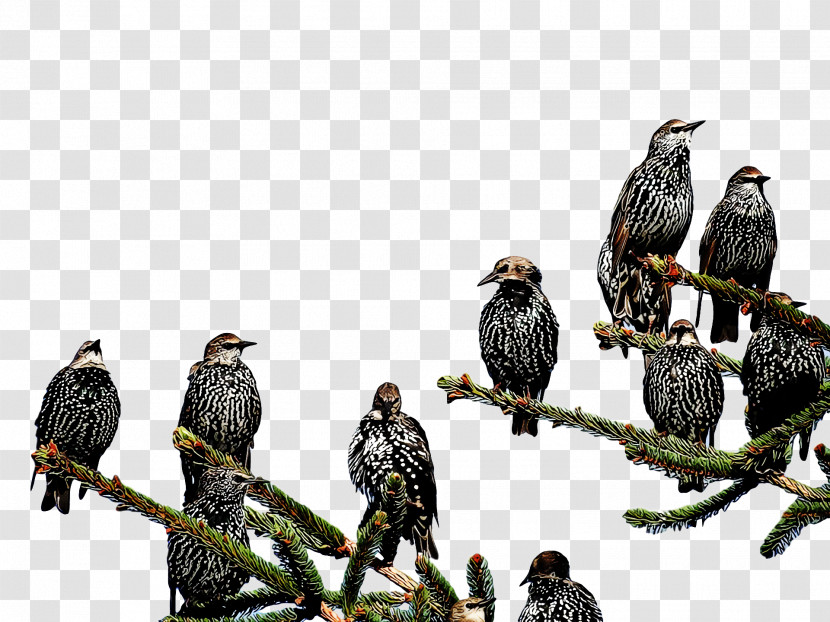 Birds Common Buzzard Eagle Falcon Bald Eagle Transparent PNG