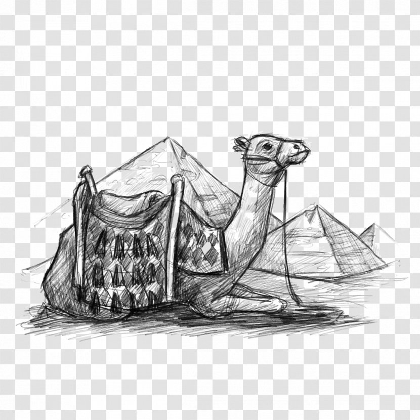 Egyptian Pyramids Dromedary Desert Drawing - Vector Camel Transparent PNG