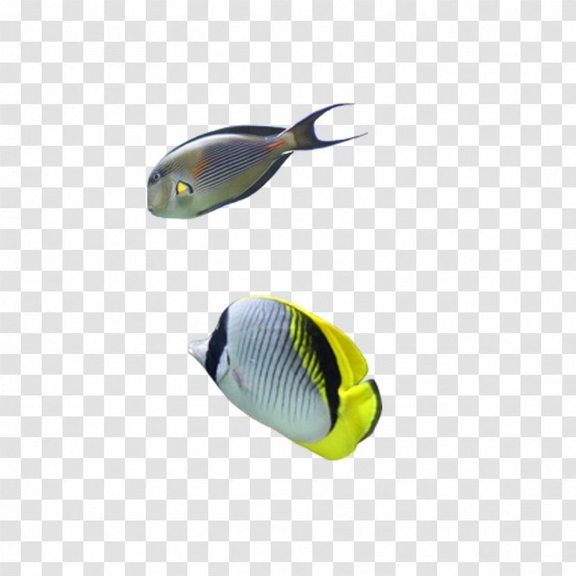Fish Seabed Download - Bottom Transparent PNG