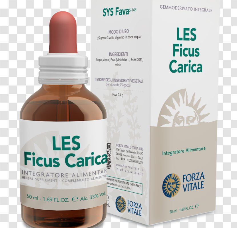 Dietary Supplement Herbalism Phytotherapy Coneflower Food - Liquid - Ficus Carica Transparent PNG