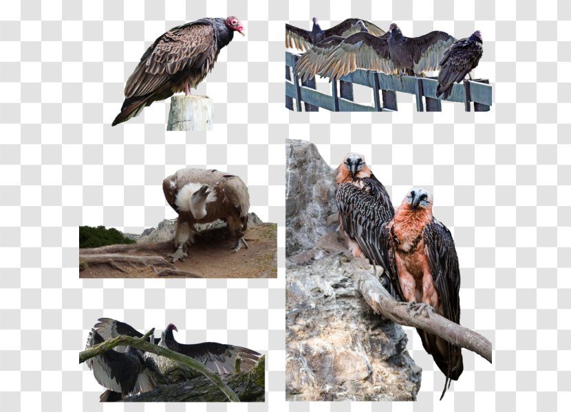 Vulture Fauna Wildlife Beak - Chasing Love Transparent PNG