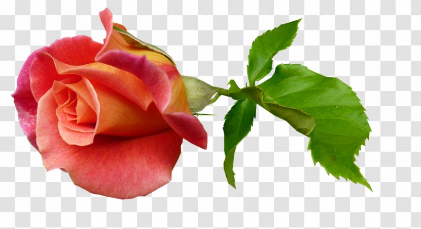 Garden Roses Bud Plant Stem Clip Art - Rose - Flower Transparent PNG