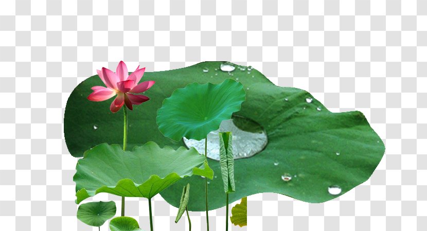 Nelumbo Nucifera Leaf Drop Lotus Effect - Annual Plant Transparent PNG