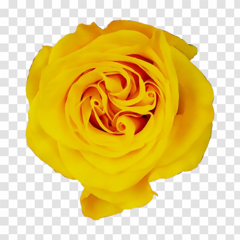 Garden Roses - Yellow - Plant Cut Flowers Transparent PNG