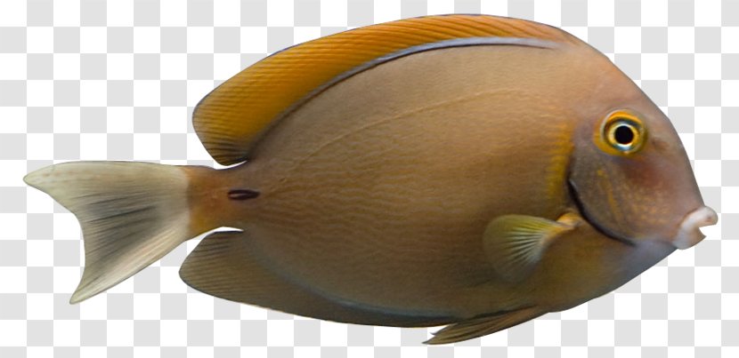 Marine Biology Coral Reef Fish Fauna - Organism - Seaweed Nori Transparent PNG