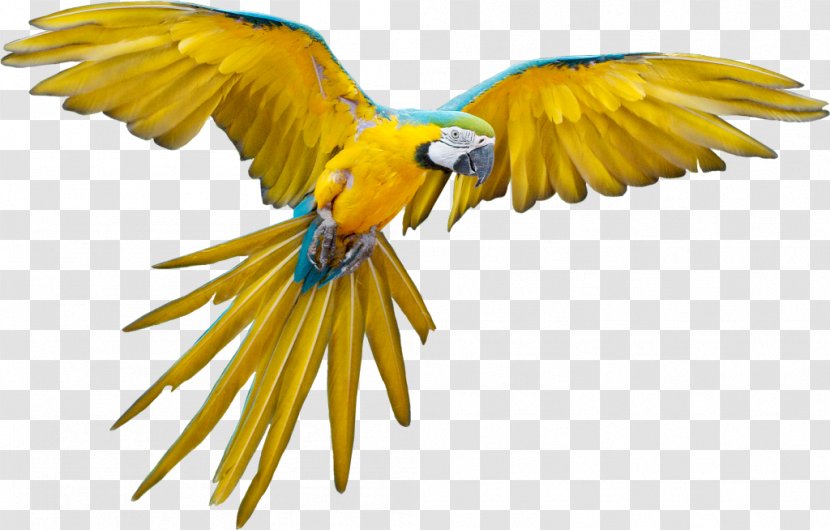 Parrot Bird Flight - Flock Transparent PNG
