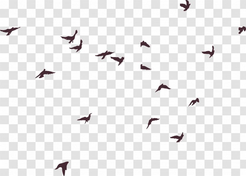 Bird Silhouette - Qqlive - Birds Transparent PNG