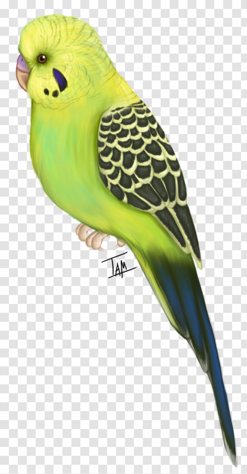 Budgerigar Bird Parakeet Feather Flight - Parrot - A Fairy Wind Wreathed In Spirits Transparent PNG