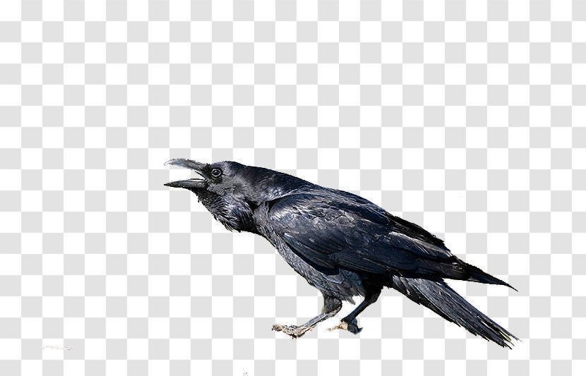 American Crow New Caledonian Rook Common Raven - Fauna Transparent PNG