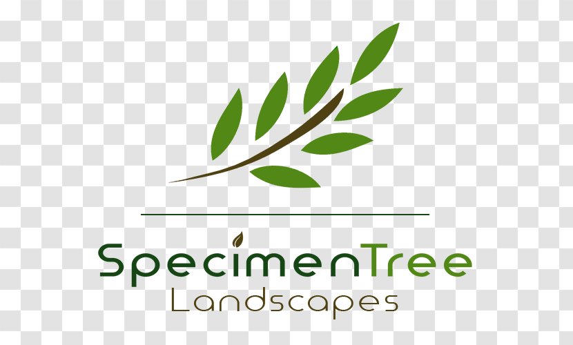Leaf Logo Brand Font Green - Plant Stem Transparent PNG