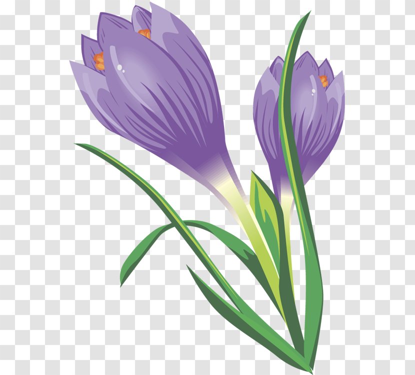 Crocus Vernus Autumn Flavus Clip Art - Blossom - Cliparts Transparent PNG