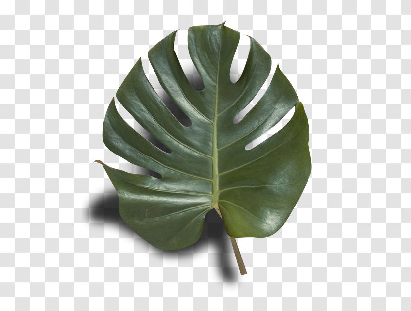 Swiss Cheese Plant Publishing Photography - Leaf - Aesthetics Transparent PNG