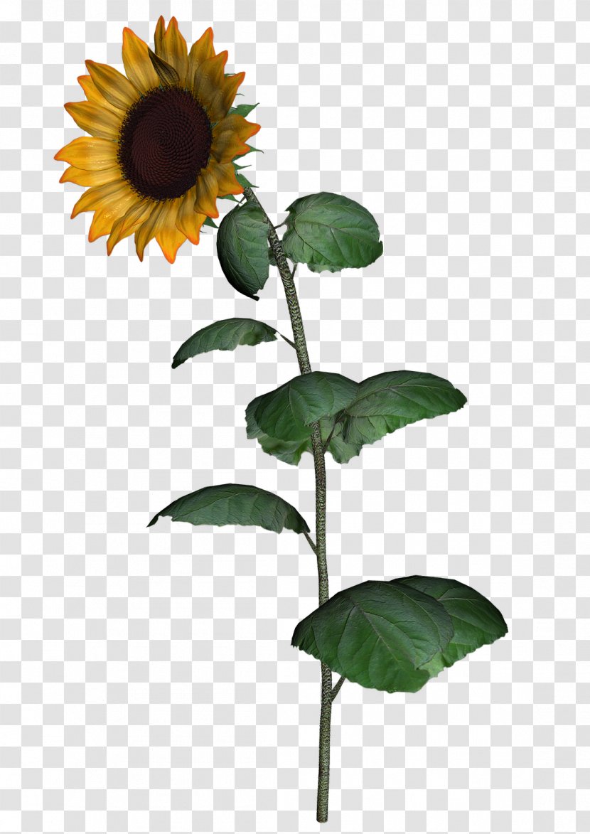Common Sunflower Seed Clip Art - Leaf Transparent PNG