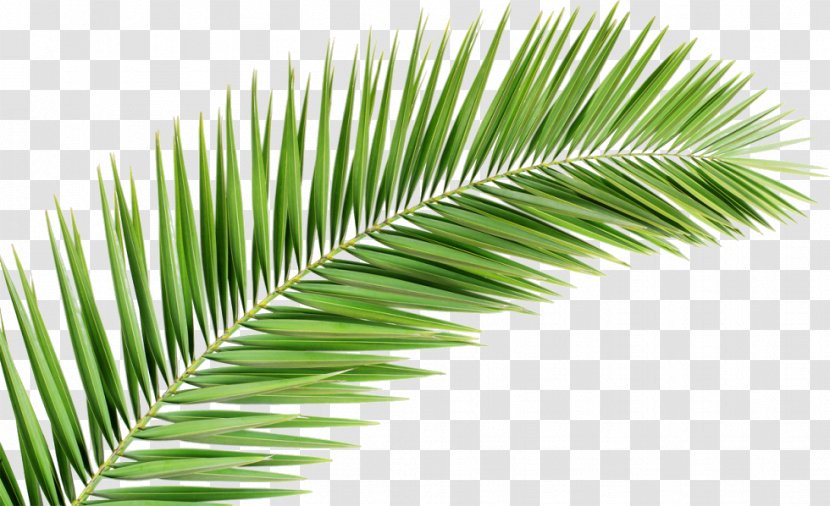 Palm Trees Palm-leaf Manuscript Clip Art Royalty-free - Tree - Leaf Transparent PNG